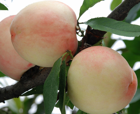 ������ɽˮ����������